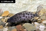 synodontis aff njassae synodontis aff njassae
