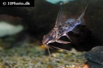 synodontis alberti synodontis alberti