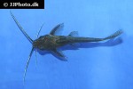 synodontis alberti synodontis alberti