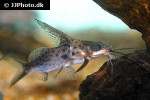 synodontis alberti synodontis alberti