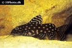 synodontis angelicus synodontis angelicus