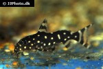 synodontis angelicus synodontis angelicus