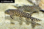 synodontis angelicus synodontis angelicus