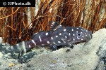 synodontis angelicus synodontis angelicus