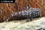 synodontis angelicus synodontis angelicus