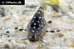 synodontis angelicus synodontis angelicus