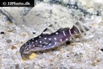 synodontis angelicus synodontis angelicus
