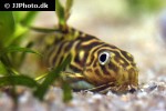 synodontis aterrimus synodontis aterrimus