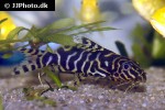 synodontis aterrimus synodontis aterrimus