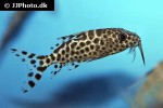 synodontis batensoda synodontis batensoda