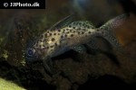 synodontis batensoda synodontis batensoda