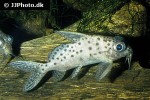 synodontis batensoda synodontis batensoda
