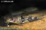 synodontis batesii synodontis batesii