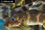 synodontis brichardi synodontis brichardi