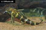 synodontis brichardi synodontis brichardi