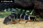 synodontis brichardi synodontis brichardi