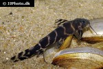 synodontis brichardi synodontis brichardi
