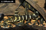 synodontis brichardi synodontis brichardi