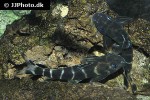 synodontis brichardi synodontis brichardi
