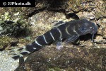 synodontis brichardi synodontis brichardi