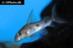 synodontis congicus synodontis congicus