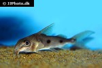 synodontis congicus synodontis congicus
