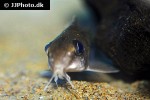 synodontis congicus synodontis congicus