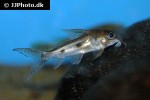 synodontis congicus synodontis congicus
