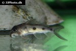 synodontis congicus synodontis congicus