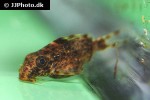 synodontis contractus synodontis contractus