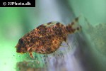 synodontis contractus synodontis contractus