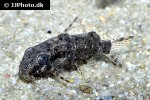 synodontis contractus synodontis contractus