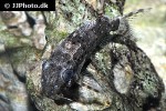 synodontis contractus synodontis contractus