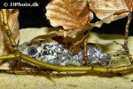 synodontis contractus synodontis contractus