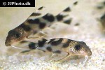 synodontis decorus synodontis decorus