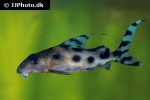 synodontis decorus synodontis decorus