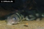 synodontis decorus synodontis decorus