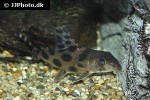 synodontis decorus synodontis decorus