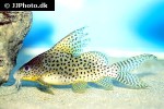 synodontis eupterus synodontis eupterus