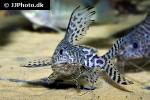 synodontis eupterus synodontis eupterus