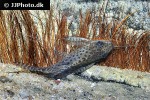synodontis eupterus synodontis eupterus