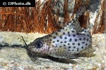 synodontis eupterus synodontis eupterus