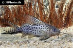 synodontis eupterus synodontis eupterus