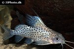 synodontis eupterus synodontis eupterus