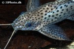 synodontis eupterus synodontis eupterus