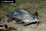 synodontis eupterus synodontis eupterus