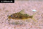 synodontis eupterus synodontis eupterus