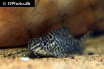 synodontis eupterus synodontis eupterus