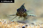 synodontis eupterus synodontis eupterus