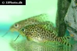 synodontis eupterus synodontis eupterus